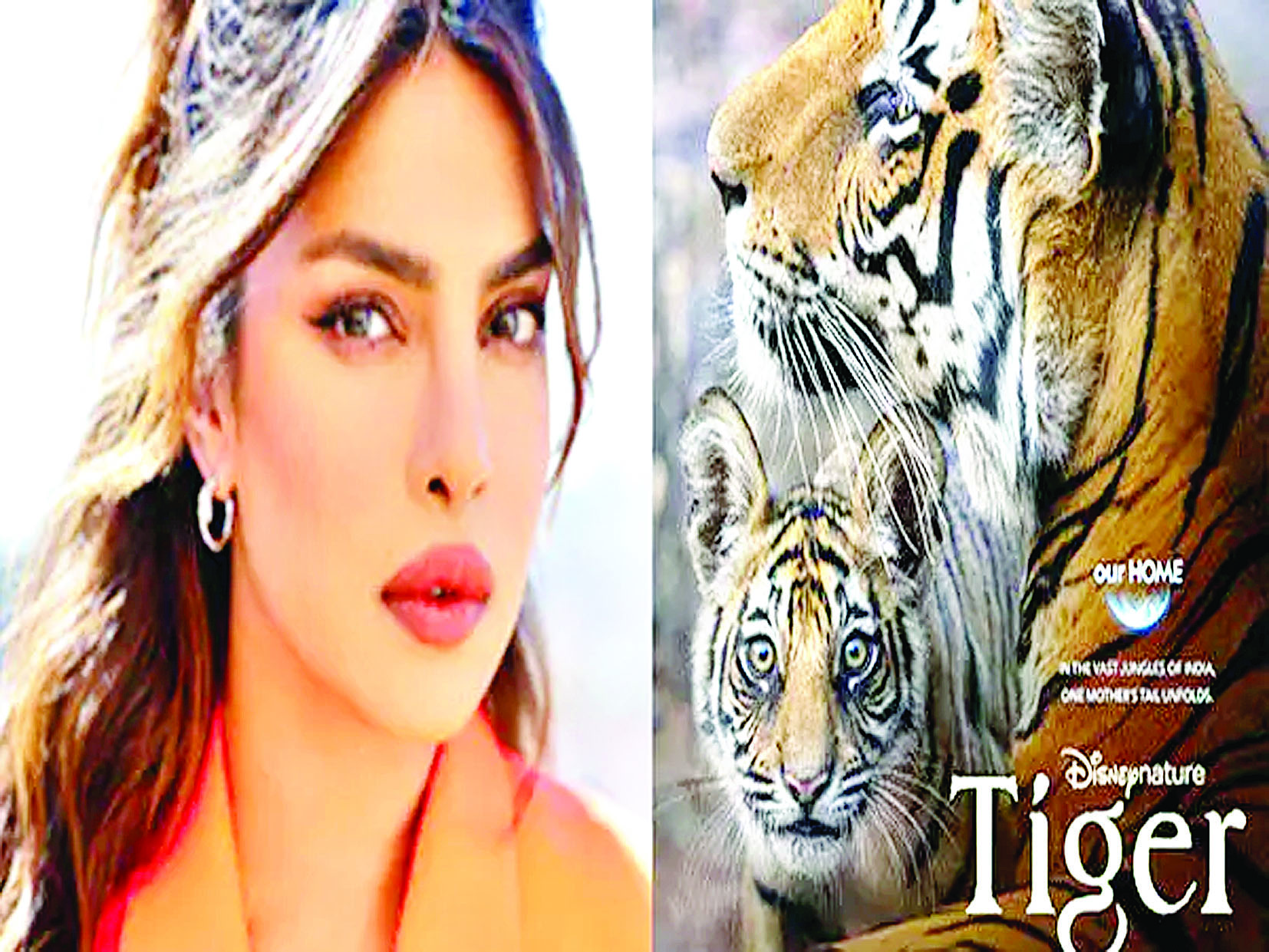 प्रियंका चोपड़ा ने नई फिल्म 'टाइगर' को दी आवाज, रिलीज डेट का किया ऐलान 