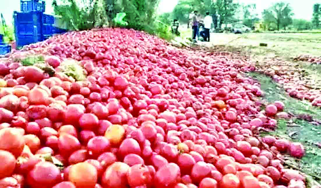 250 रुपये से 10 रुपये किलो पर आया टमाटर का बाजार, परेशान किसान सडक़ों पर फेंक रहे फसल