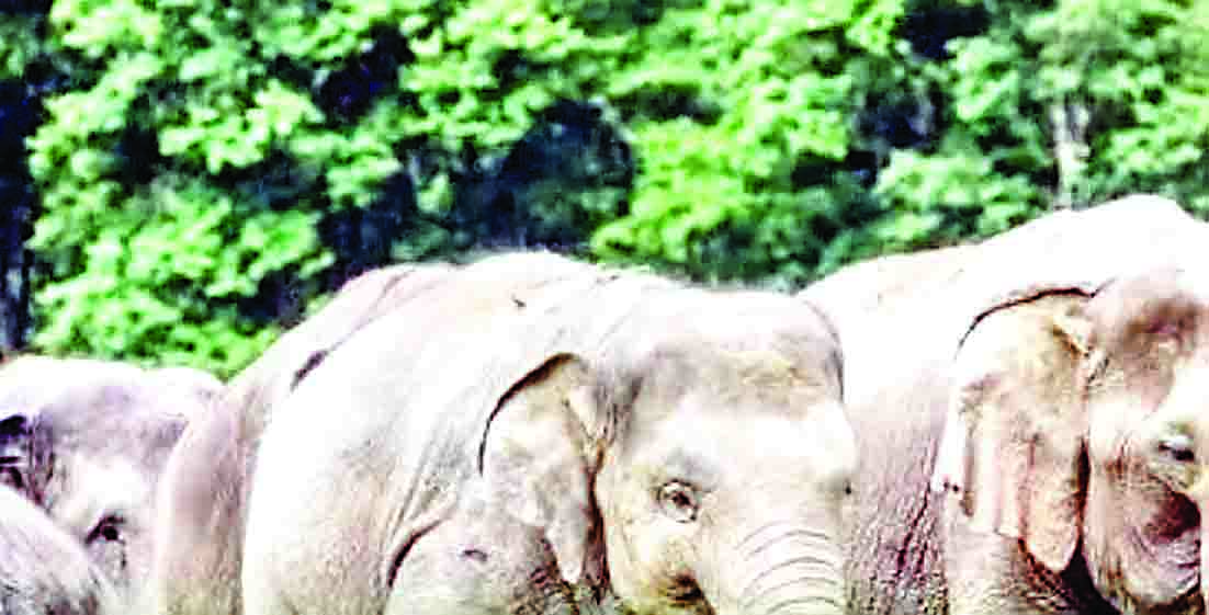 हाथियों का खूनी उत्पात, दो ग्रामीणों को कुचला  