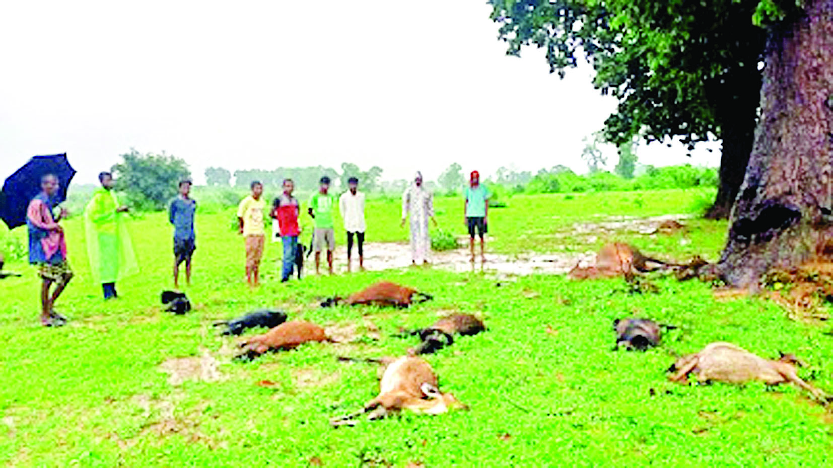 आकाशीय बिजली की चपेट में आने से दर्जनों मवेशियों की मौत...