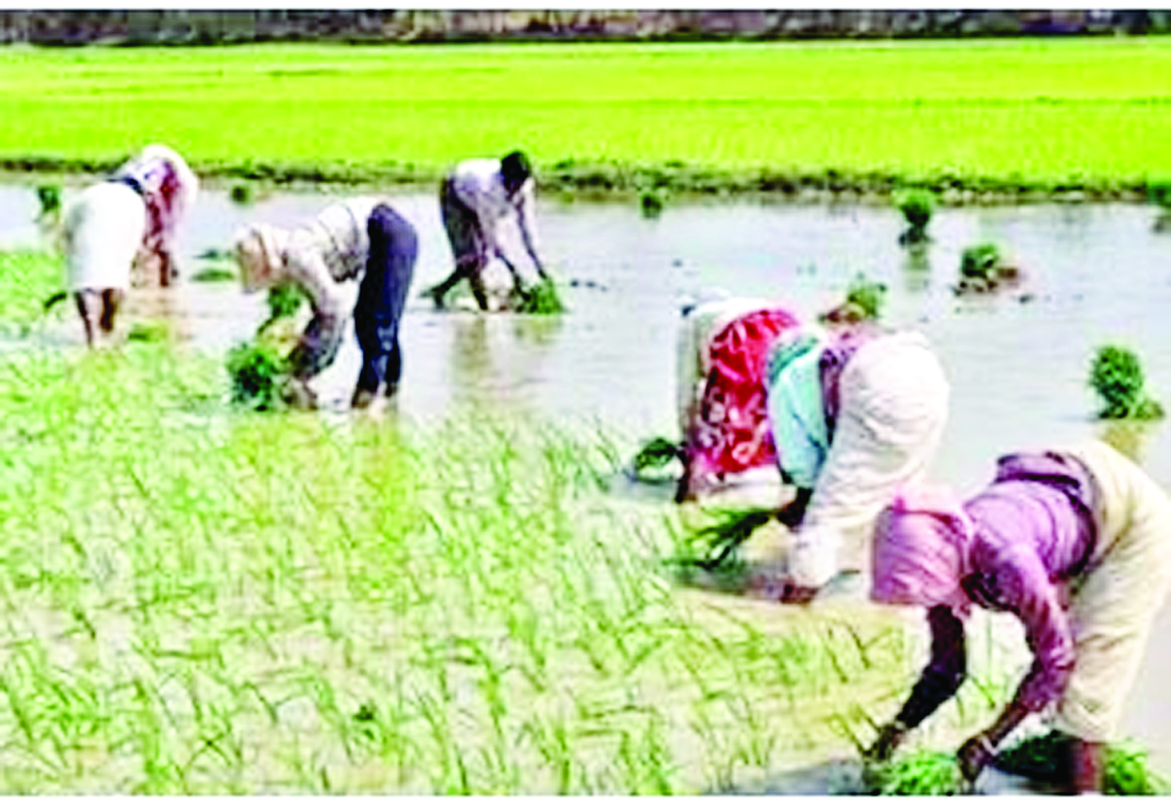 छत्तीसगढ़ में बुवाई का आंकड़ा 100 फीसदी पहुंचा, किसानों के चेहरे पर आई खुशी