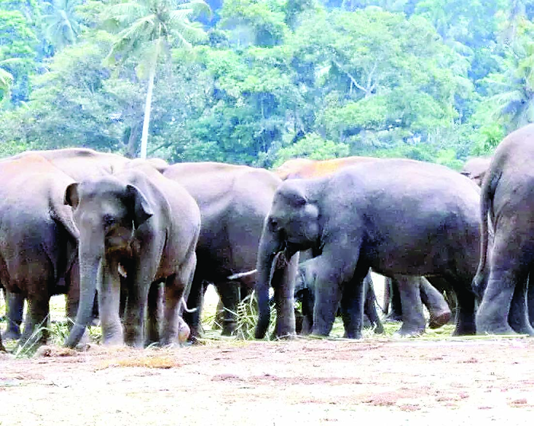 कोरबा और सक्ती जिले में हाथियों का उत्पात, ग्रामीणों को अलर्ट किया गया 