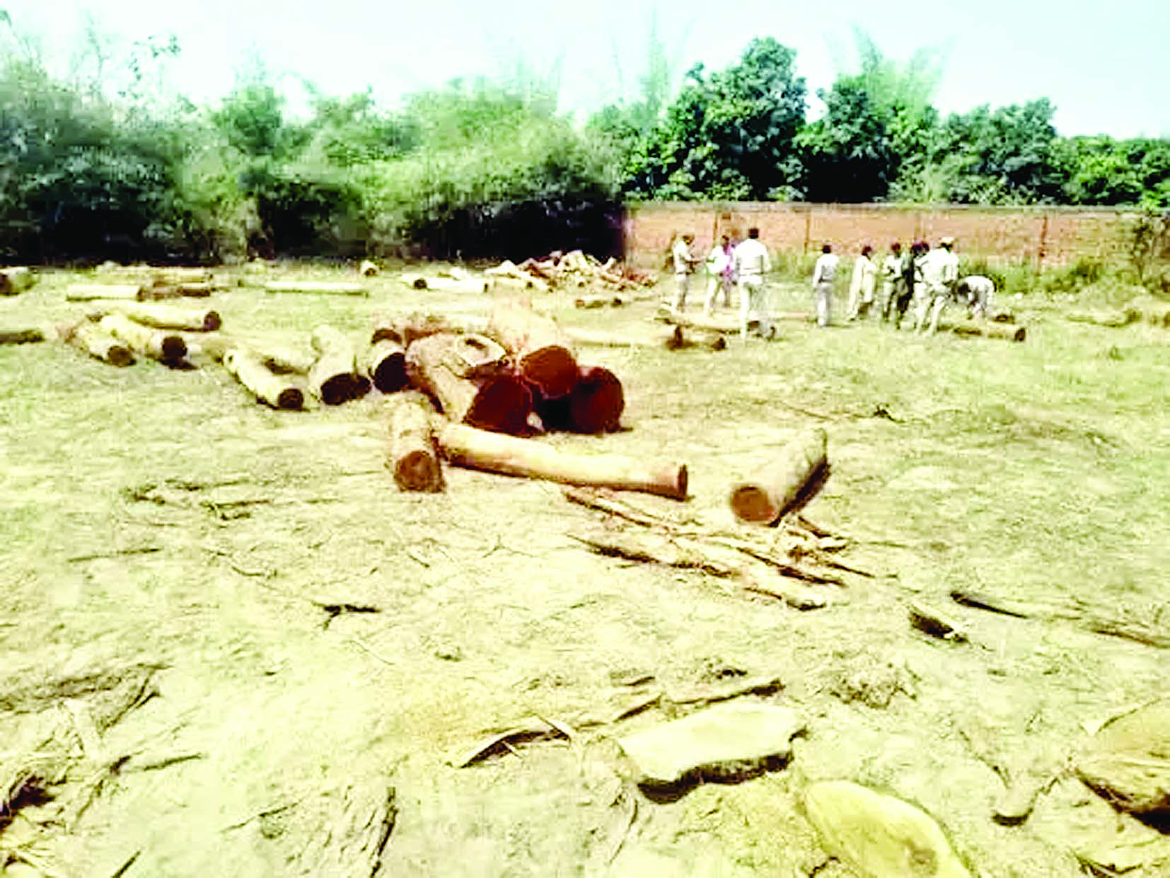 पुष्पा स्टाइल में लकड़ी तस्करी, रायगढ़ में वन विभाग ने पकड़ा 