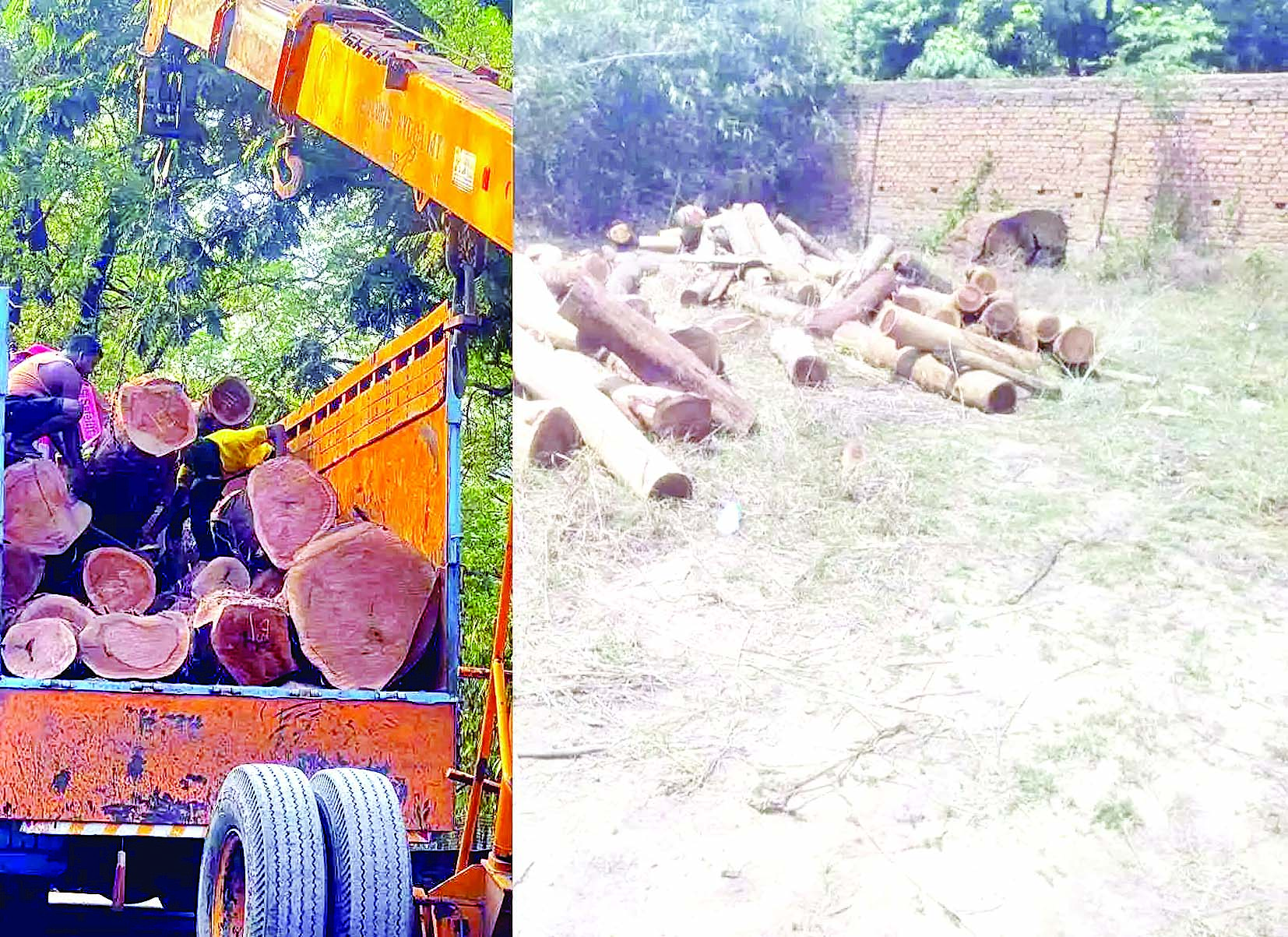 लाखों की लकड़ियां जब्त, 2 तस्कर गिरफ्तार 