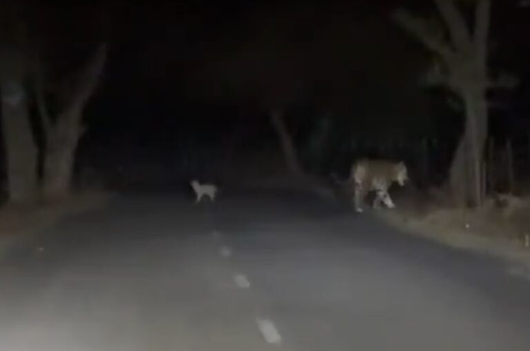 बीच सड़क बाघिन और उसके शावक की अठखेलियां, पर्यटक हुए रोमांचित...