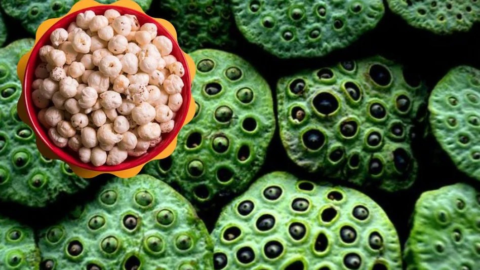 धमतरी को मखाना हब बनाने की दिशा में पहल...