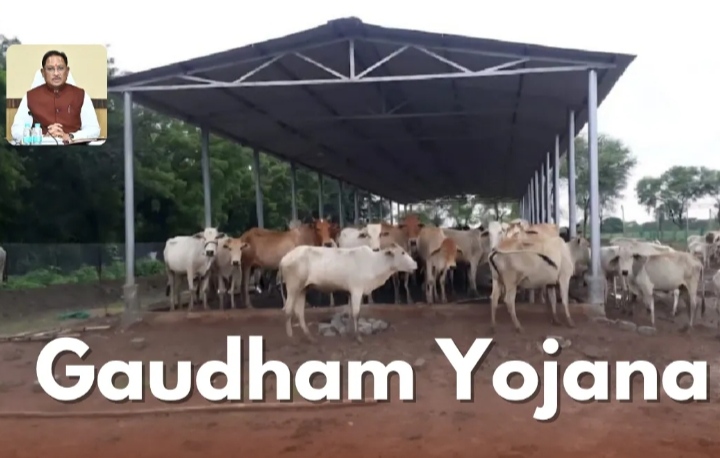 मुख्यमंत्री विष्णु देव साय 14 मार्च को बिलासपुर से करेंगे &ldquo;गौधाम योजना&rdquo; का शुभारंभ...