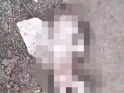 दुर्ग जिला अस्पताल के पीछे नाली में मिला नवजात का शव...