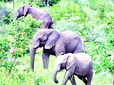 हाथियों के दल ने मचाया उत्पात, ग्रामीणों में दहशत का माहौल