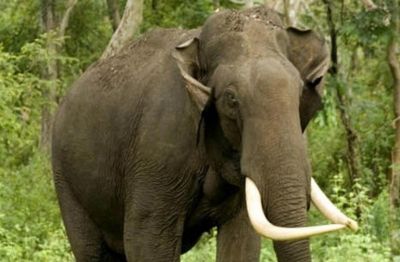दिवाली के दिन मातम, हाथी ने छीन ली इस परिवार की खुशियां