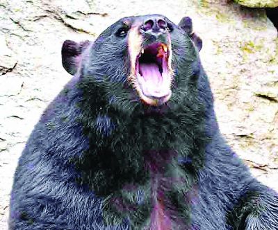 युवक पर मादा भालू ने जानलेवा हमला