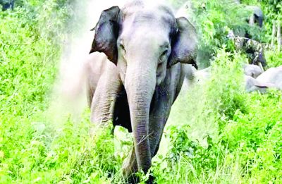 खेत से घर लौट रहे ग्रामीण को हाथी ने रौंदा, मौत 