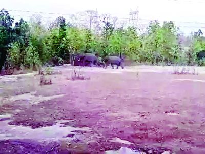 39 हाथियों ने फिर मचाया उत्पात, धान फसल को किया बर्बाद 