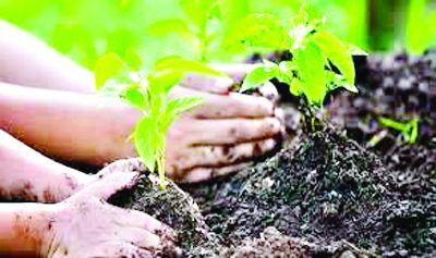 प्रदेश में 11 जुलाई से वृक्षारोपण अभियान की शुरुआत ,छत्तीसगढ़ में लगभग 4 करोड़ पौधे इस बार रोपे जाएंगे.