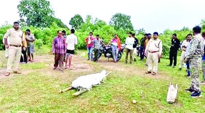 हाथी का आतंक: महिला की मौत, एक घायल, वन विभाग ने गांवों में जारी किया अलर्ट