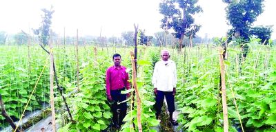 रोजगार के अवसर प्रदान करती राष्ट्रीय बागवानी मिशन