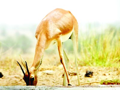 हिंसक वन्यप्राणियों से मकानों के क्षति होने पर क्षतिपूर्ति राशि में हुई वृद्धि