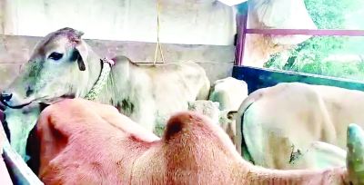 गौ तस्करी नाकाम, ट्रक से 30 गायों का रेस्क्यू 
