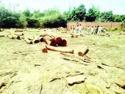 पुष्पा स्टाइल में लकड़ी तस्करी, रायगढ़ में वन विभाग ने पकड़ा 