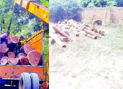 लाखों की लकड़ियां जब्त, 2 तस्कर गिरफ्तार 