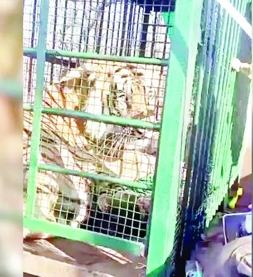 इंद्रावती टाइगर रिजर्व में शिकारियों के फंदे में फंसा बाघ, वन टीम ने किया रेस्क्यू 