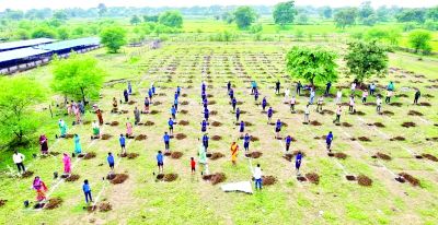 एक पेड़ मां के नाम अभियान के तहत ग्राम पंचायत कुकरा और रीवा में वृहद वृक्षारोपण