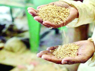 प्रमाणित बीज उत्पादन एक लाभकारी व्यवसाय: पंजीयन की अंतिम तिथि 31 अगस्त 