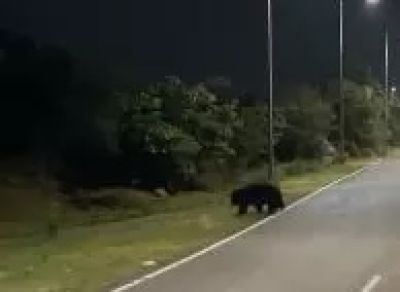 बागबाहरा रोड में भालू टहलता दिखा