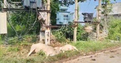 बिजली विभाग की लापरवाही से दो मवेशियों की मौत