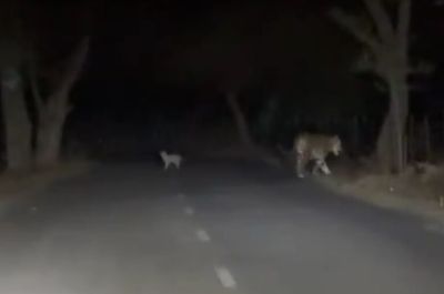 बीच सड़क बाघिन और उसके शावक की अठखेलियां, पर्यटक हुए रोमांचित...