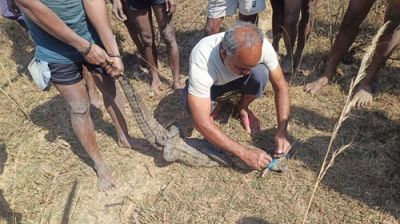 वनविभाग ने मगरमच्छ का सुरक्षित रेस्क्यू कर जंगल सफारी में छोड़ा...