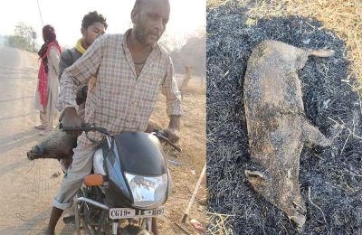 कांकेर में जंगली सुअर का शिकार, 7 गिरफ्तार...