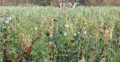 बलरामपुर में फिर मिली अफीम की खेती, नौ एकड़ क्षेत्र में सर्च अभियान...