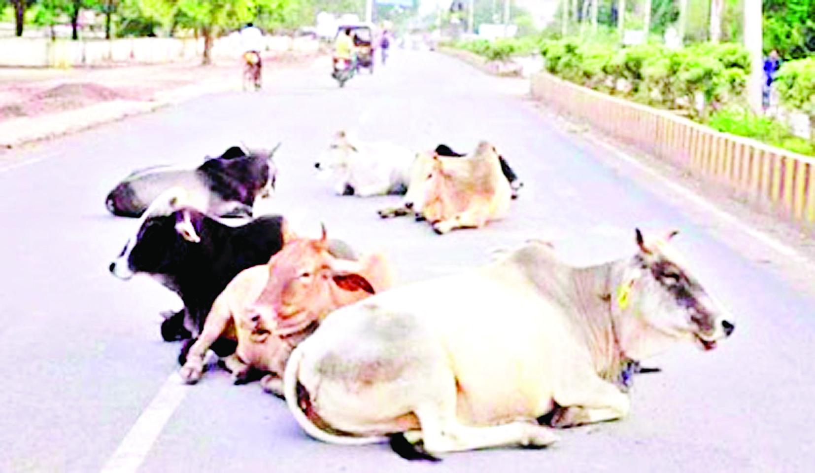 सरकार आवारा मवेशियों से होने वाली दुर्घटना को लेकर गंभीर, प्रदेश में आईएएस अधिकारी करेंगे सड़कों में आवारा मवेशी नियंत्रित करने का काम