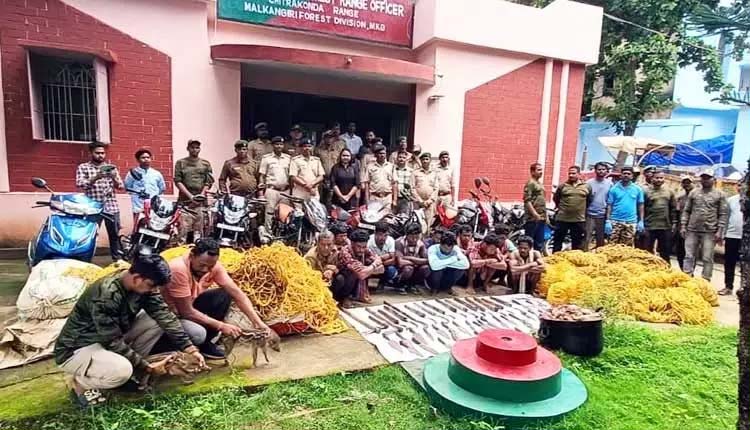  मलकानगिरी में जंगली सूअर के शिकार के आरोप में 11 गिरफ्तार 