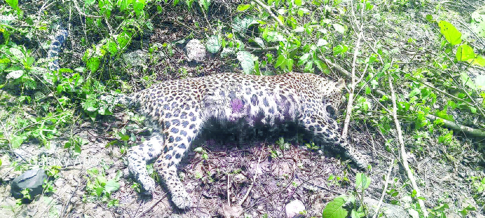 तेंदुए ने तड़प-तड़पकर तोड़ा दम, घायल था नहीं मिला उपचार 