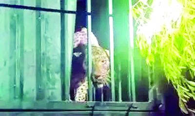 दहशत फैलाने वाला तेंदुआ पकड़ा गया, सीसीटीवी कैमरों में हरकतें कैद हो गईं 