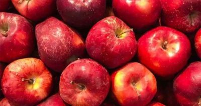  एचपीएमसी डिमांड पर प्रदेश के बागबानों को भेज रहा बॉक्स