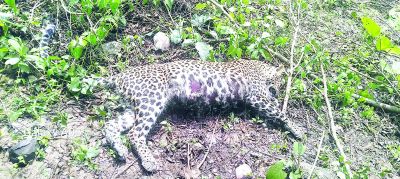 तेंदुए ने तड़प-तड़पकर तोड़ा दम, घायल था नहीं मिला उपचार 