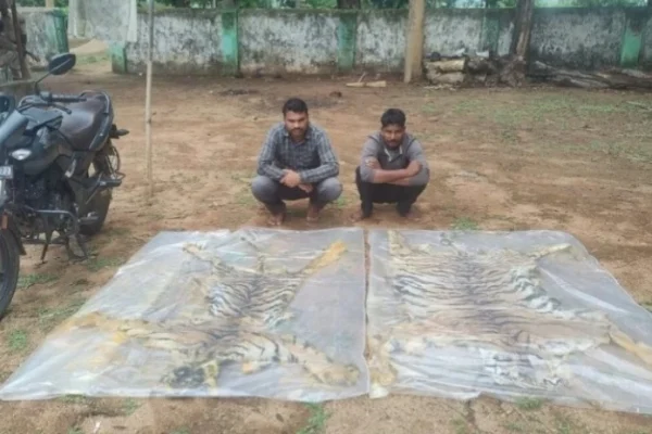 बाघ की खाल के साथ कई शिकारी गिरफ्तार…