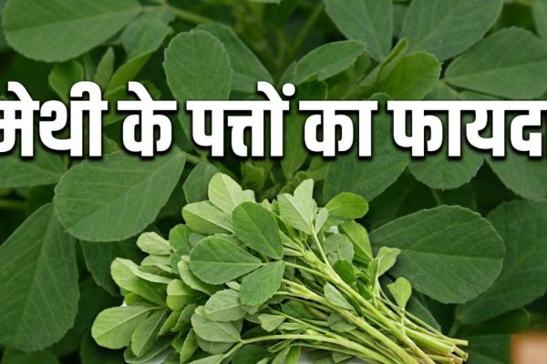 मेथी के पत्तों को क्यों माना जाता है सेहत के लिए वरदान